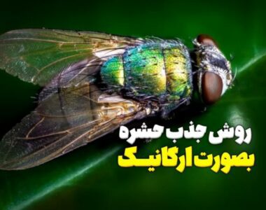 روش جذب حشره بصورت ارگانیک